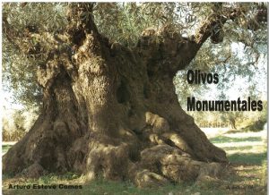 Book Cover: E008 Olivos Monumentales (Llibre + CD)